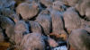 6582_riffs-iii-die-ratten-von-manhattan8.png